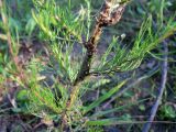 Artemisia scoparia