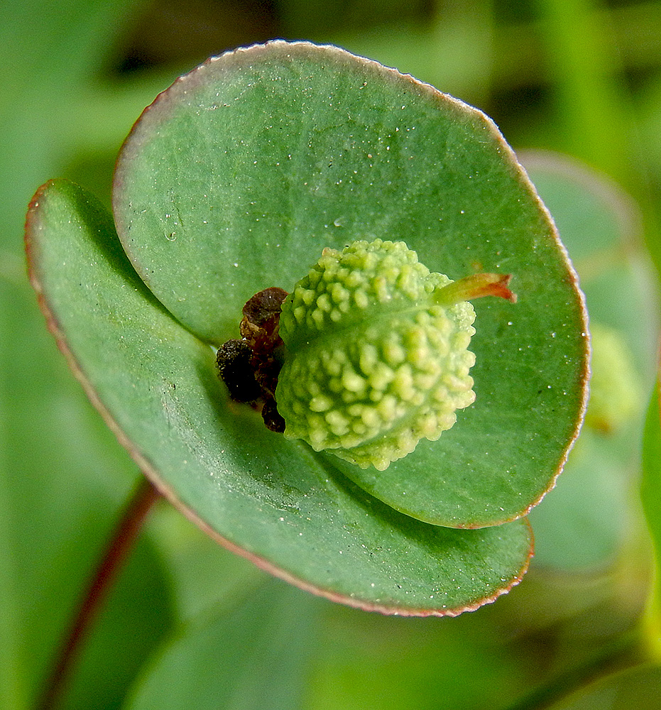 Image of Euphorbia condylocarpa specimen.