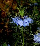 Nigella damascena