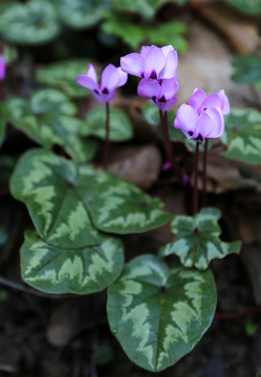 Image of Cyclamen coum specimen.