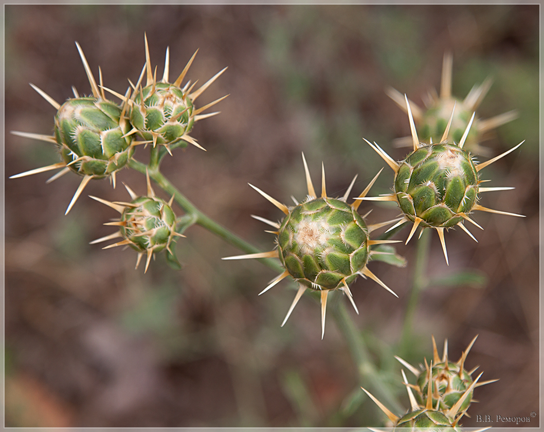 Image of Centaurea salonitana specimen.