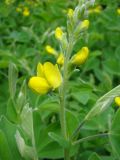 Thermopsis lupinoides. Соцветие. Пенза, Ботанический сад ПГУ, в культуре. 11 мая 2016 г.