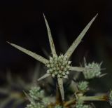 Image of specimen