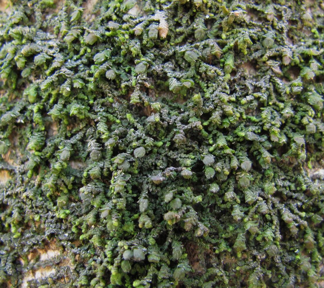 Image of genus Frullania specimen.