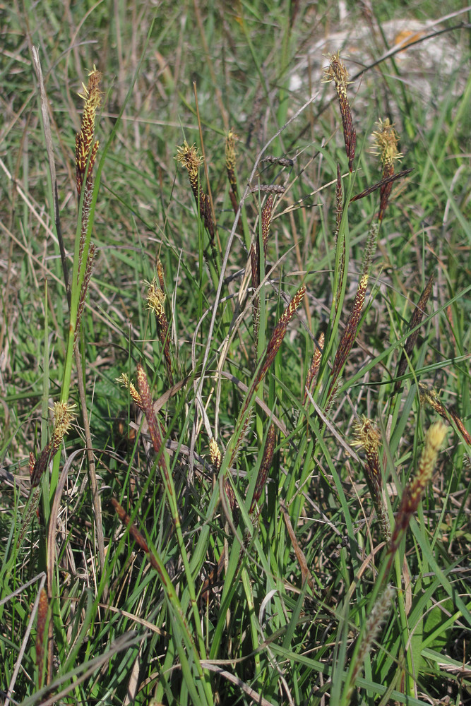 Изображение особи Carex cuspidata.