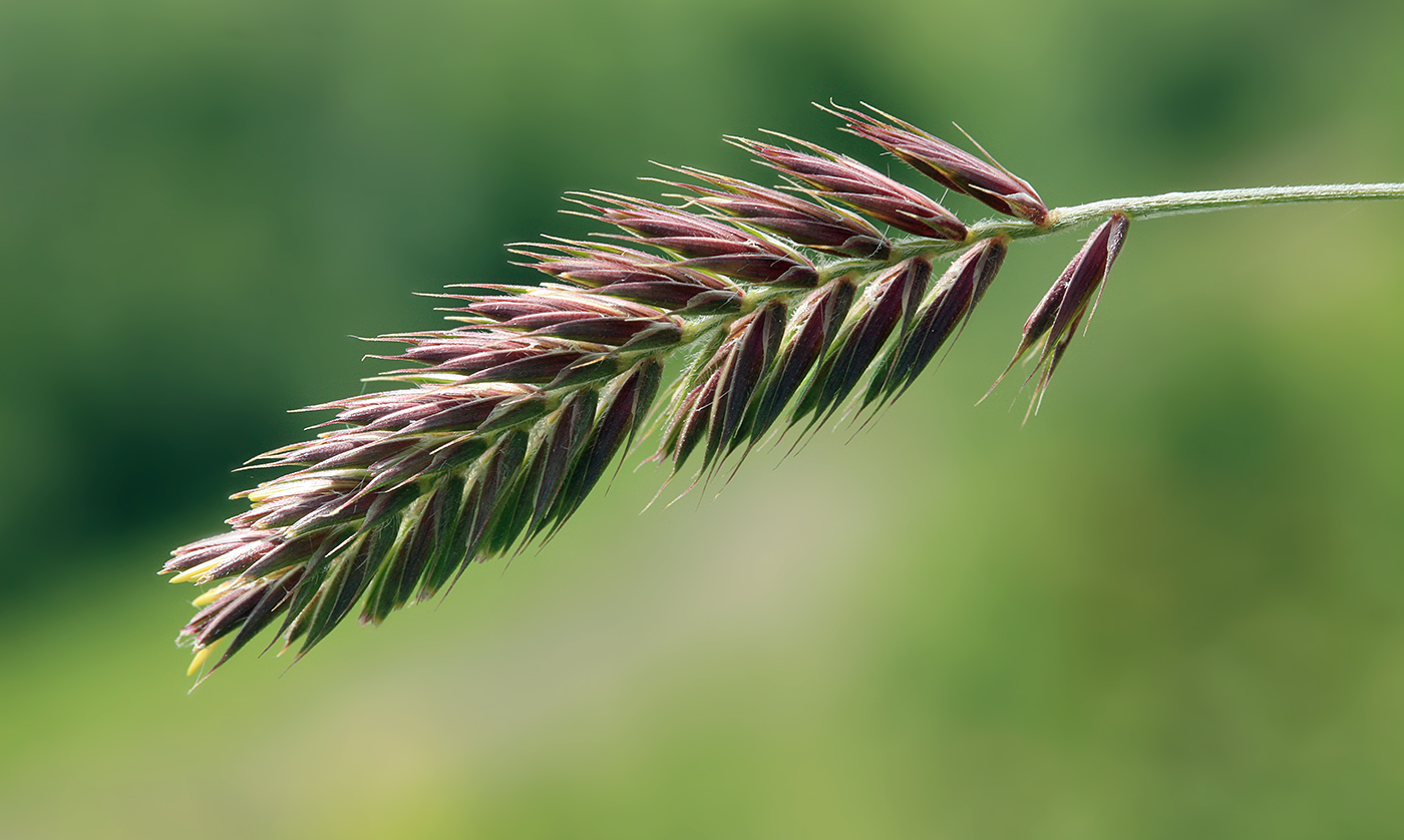 Изображение особи Agropyron cristatum.