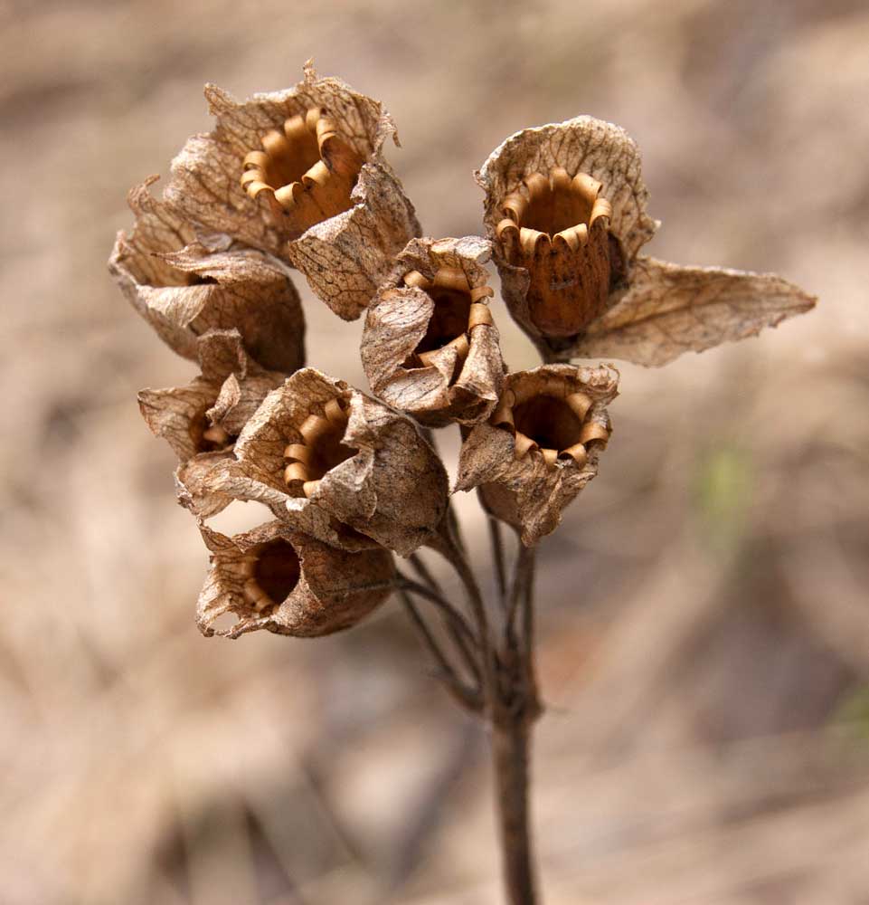 Image of Primula macrocalyx specimen.