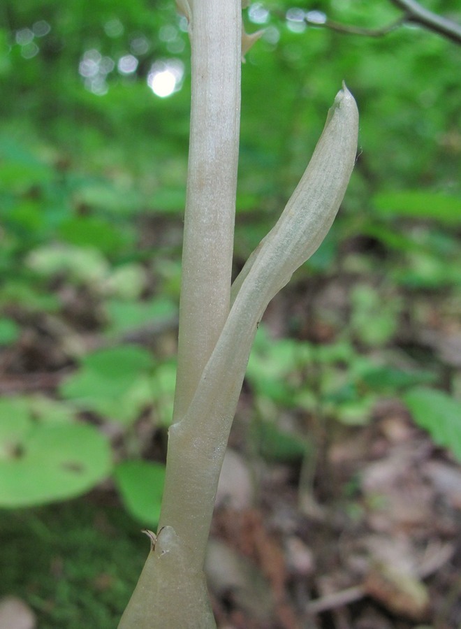 Image of Neottia nidus-avis specimen.