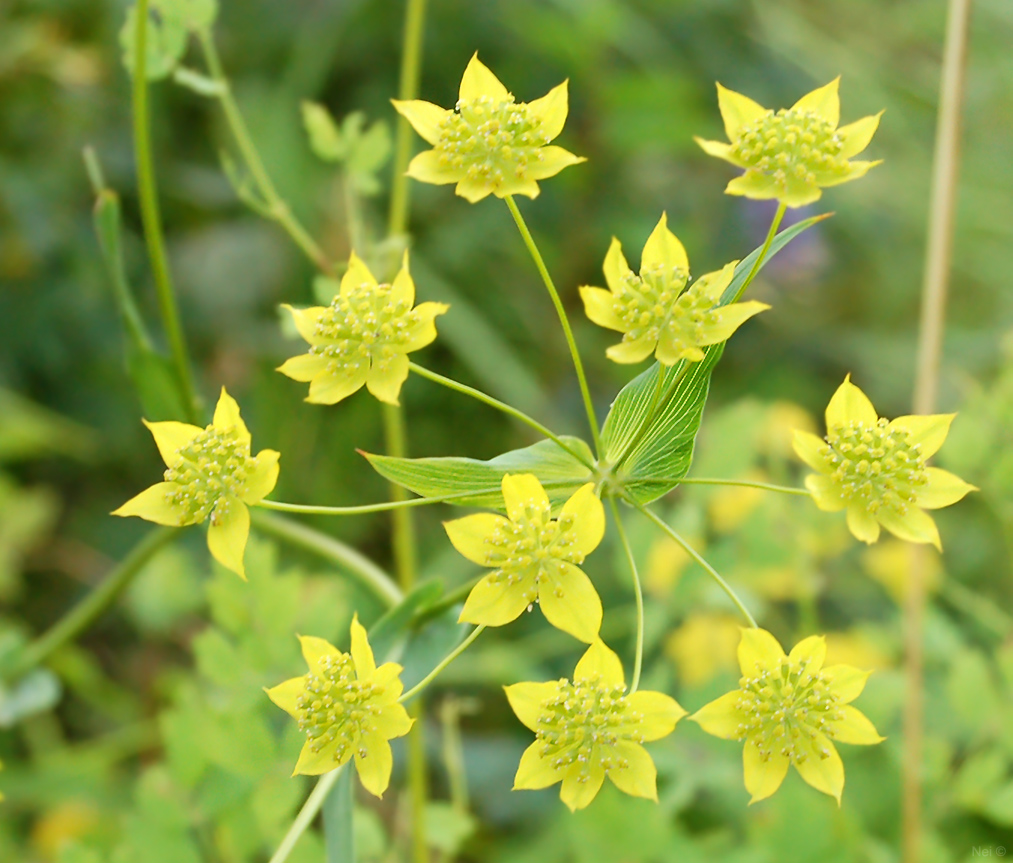 Image of Bupleurum multinerve specimen.