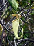 Nepenthes stenophylla