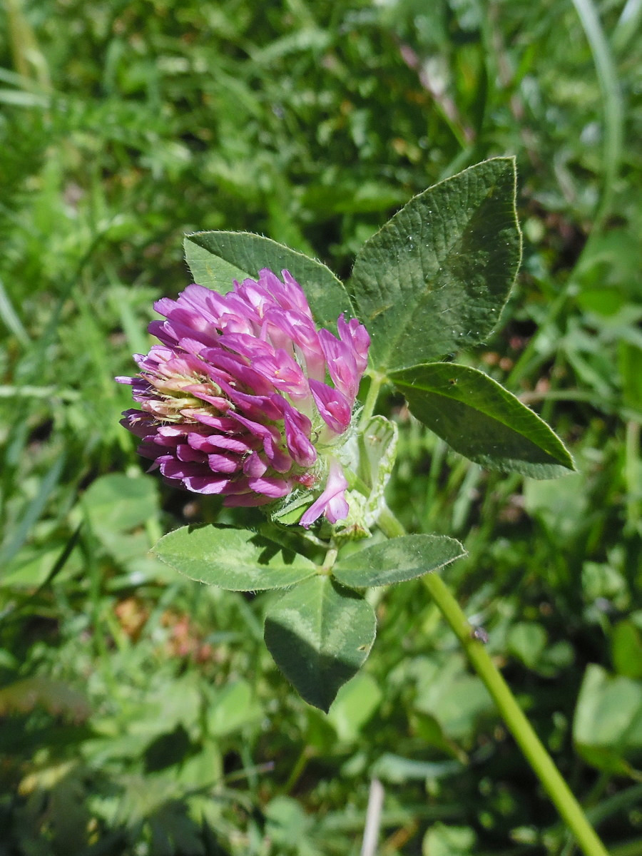 Изображение особи Trifolium pratense.