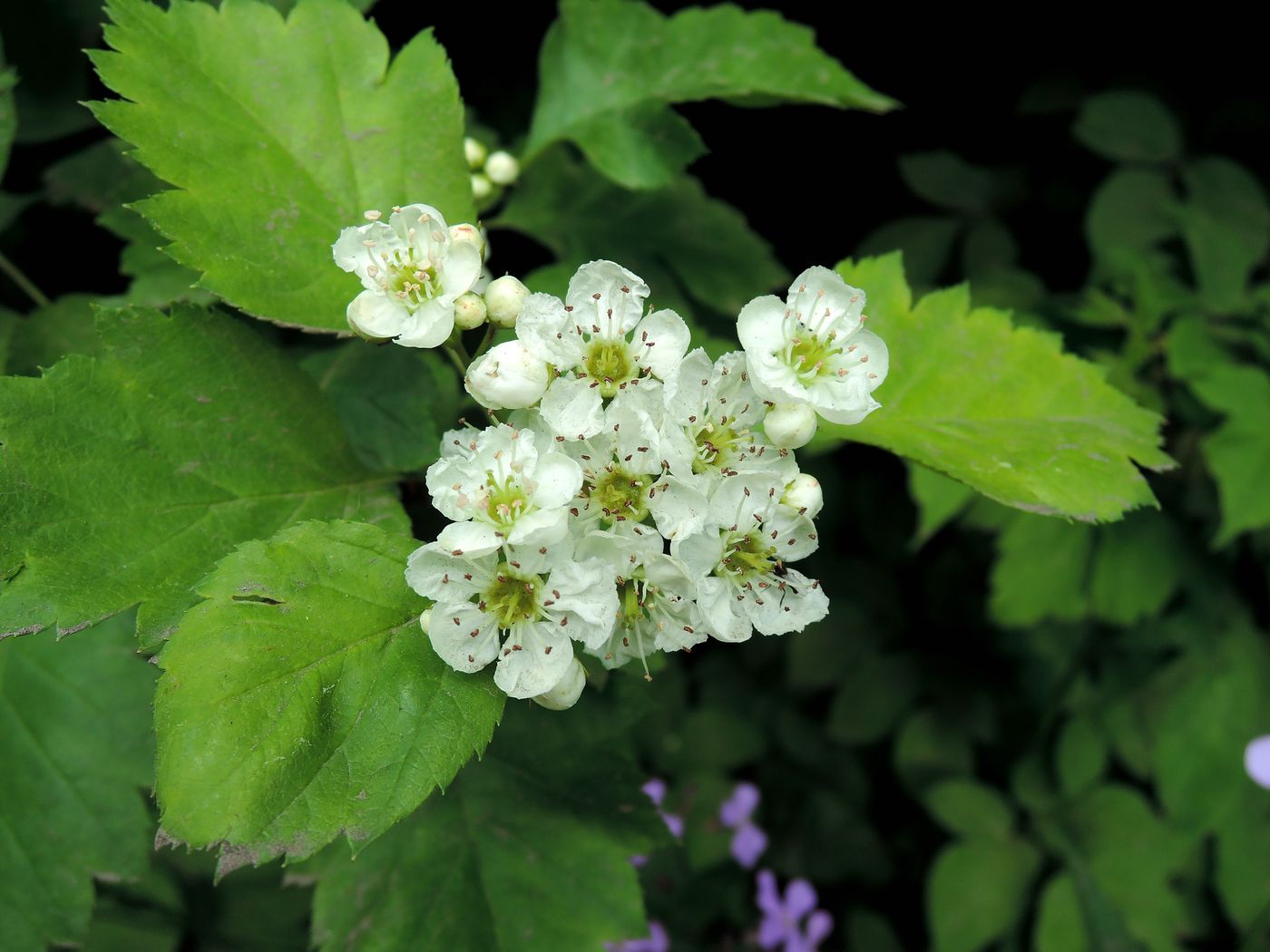 Image of Crataegus chlorocarpa specimen.