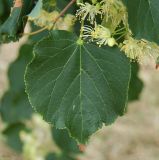 Tilia mandshurica