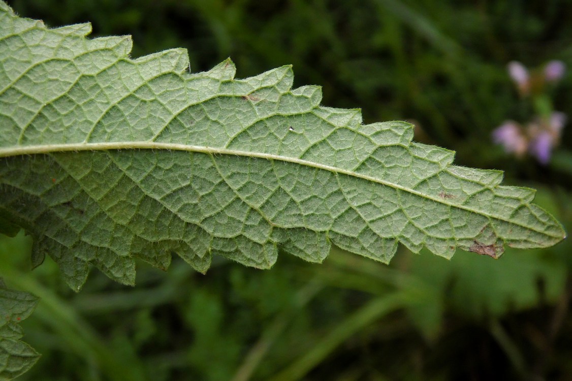 Image of Phlomoides tuberosa specimen.