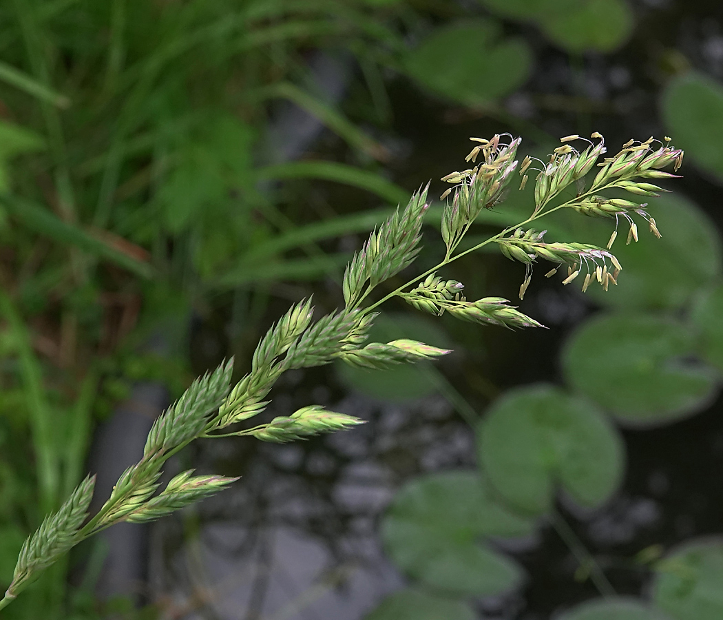 Image of Phalaroides arundinacea specimen.