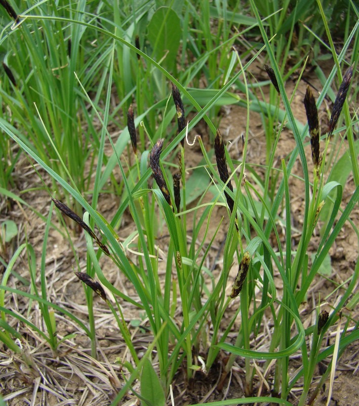 Image of Carex melanostachya specimen.