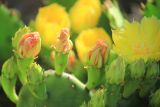 Opuntia humifusa