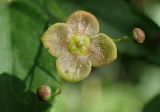 Euonymus verrucosus. Цветок и бутоны. Тверская обл., окр. г. Дубна, правый берег р. Дубна, смешанный лес. 12.06.2017.