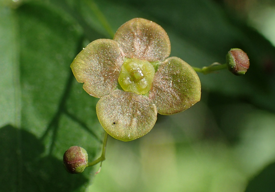 Изображение особи Euonymus verrucosus.