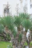 Yucca gloriosa