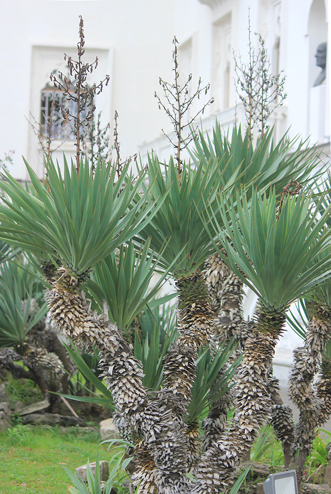 Image of Yucca gloriosa specimen.