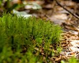 Dicranum polysetum