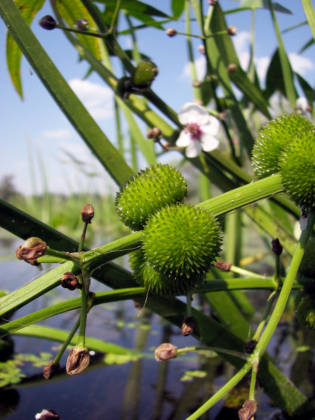 Изображение особи Sagittaria sagittifolia.