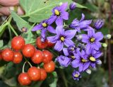 Solanum kitagawae