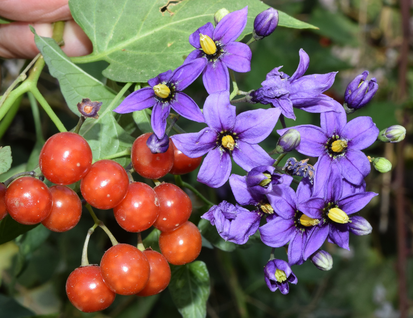 Изображение особи Solanum kitagawae.