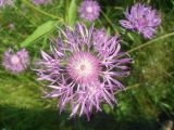 Centaurea jacea. Соцветие. Тверская обл., Весьегонский р-н, с. Чистая Дуброва, луг, обочина полевой дороги.21 августа 2017 г.