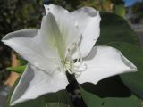 Bauhinia variegata