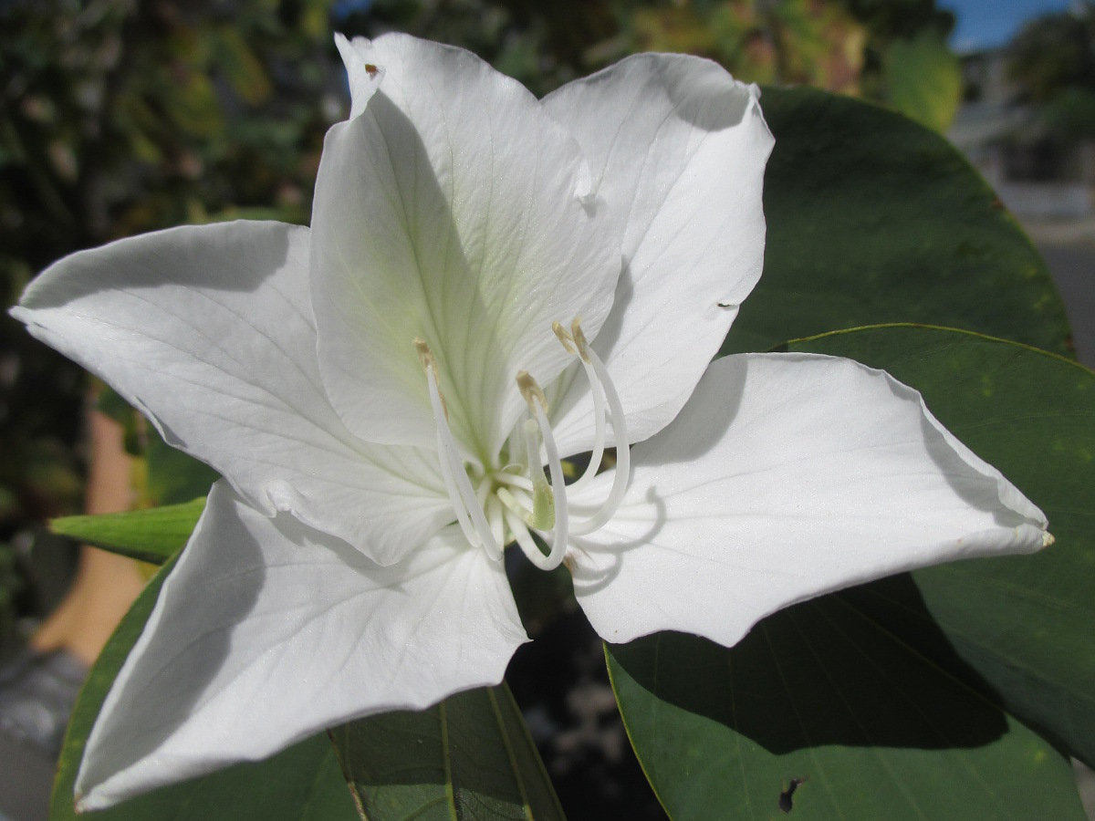 Image of Bauhinia variegata specimen.