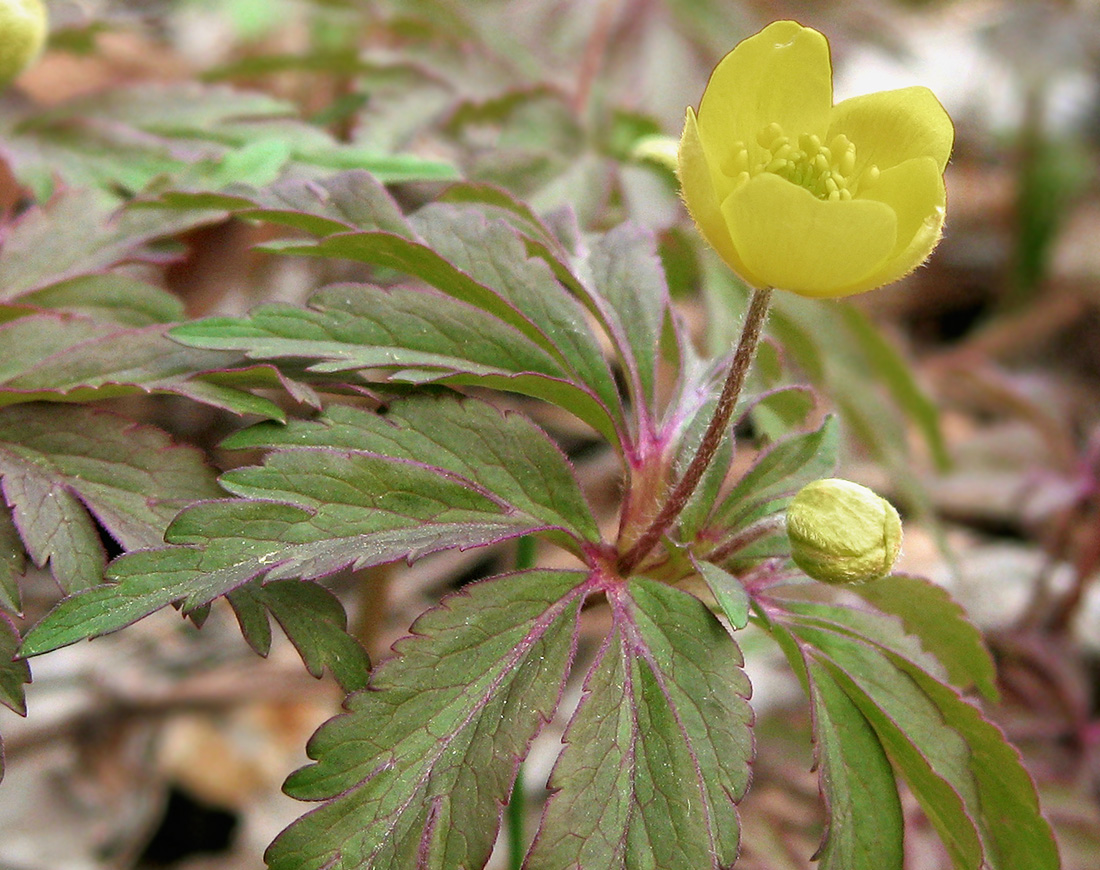 Изображение особи Anemone ranunculoides.