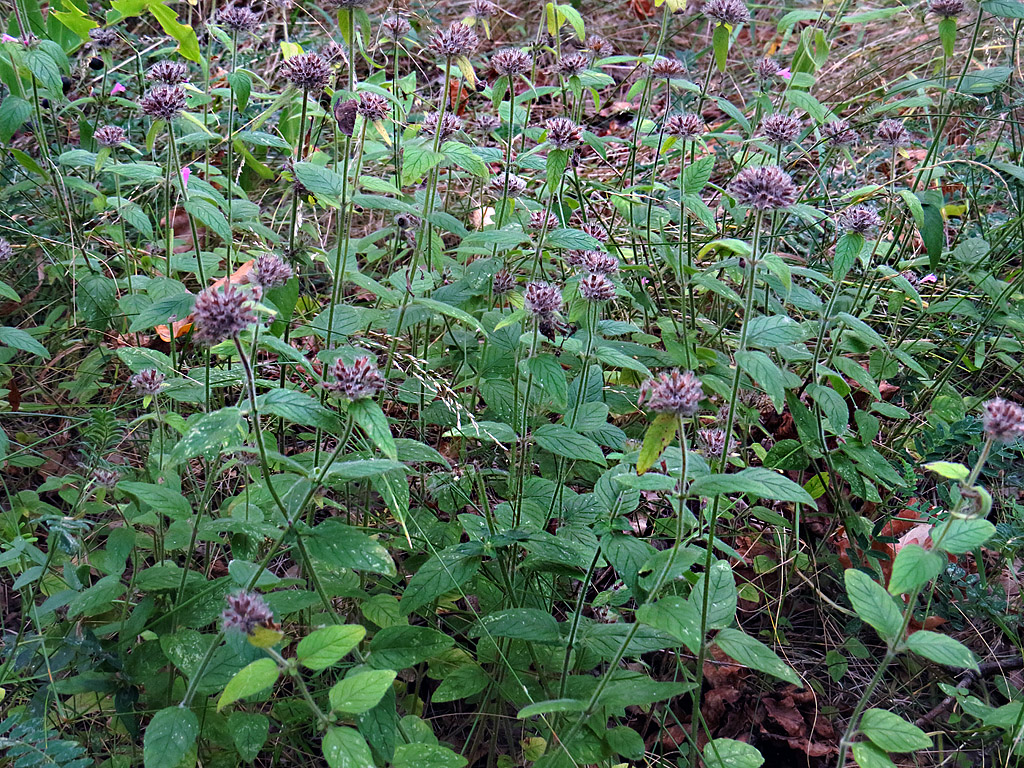 Изображение особи Clinopodium vulgare.