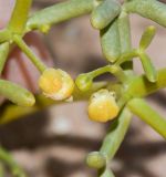 Tetraena coccinea