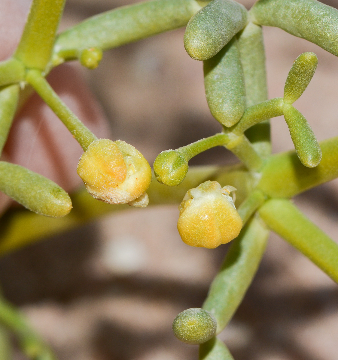 Изображение особи Tetraena coccinea.