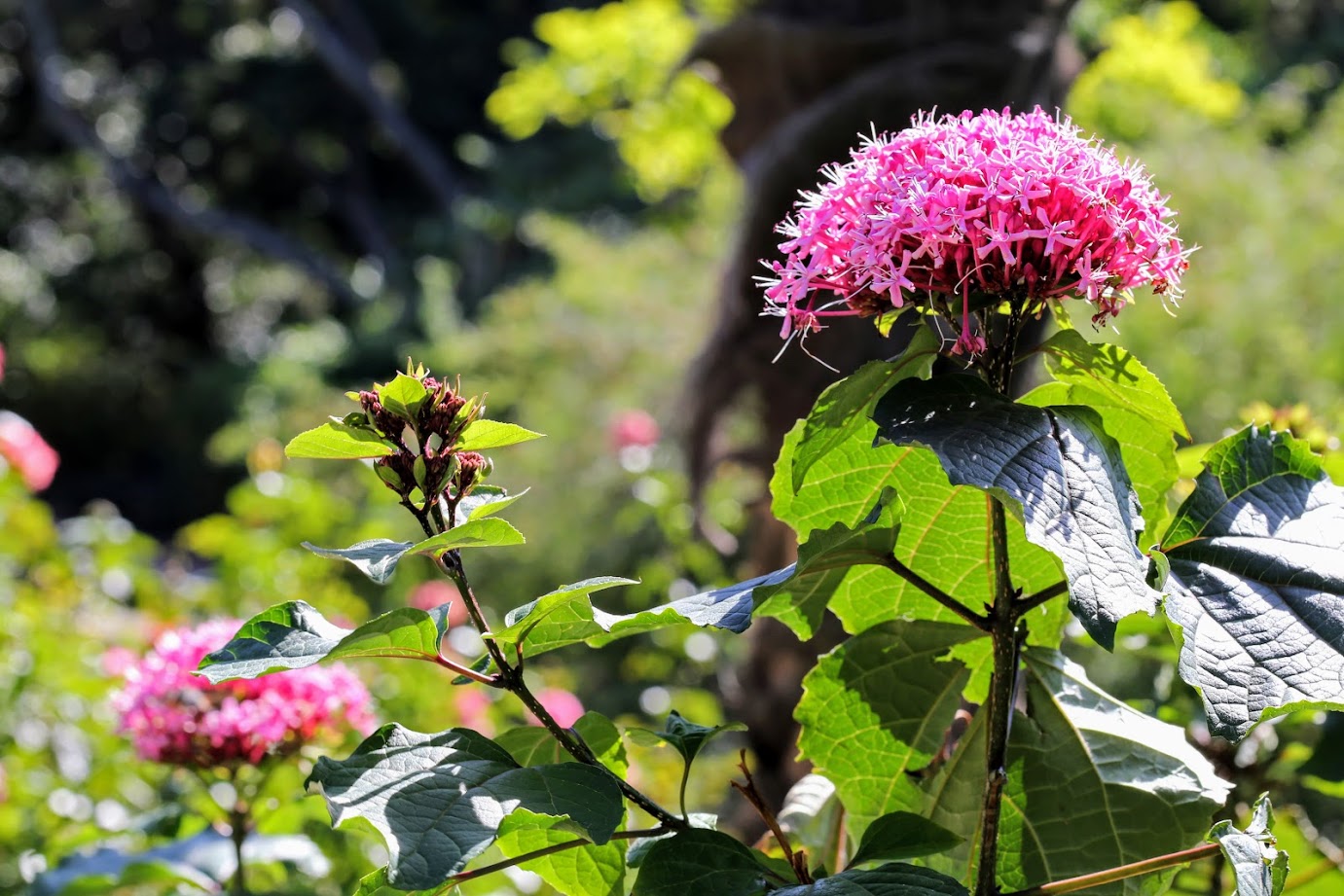 Изображение особи Clerodendrum bungei.