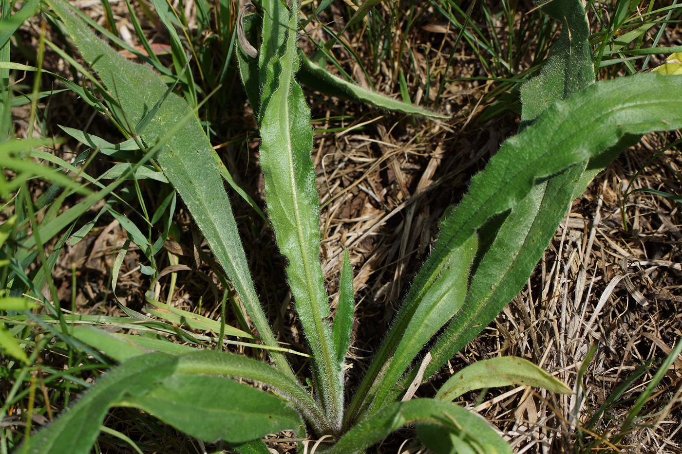 Изображение особи Anchusa officinalis.