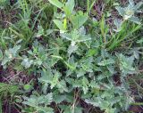 Scutellaria transiliensis
