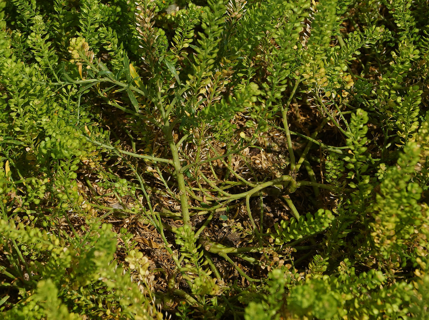 Image of Lepidium densiflorum specimen.