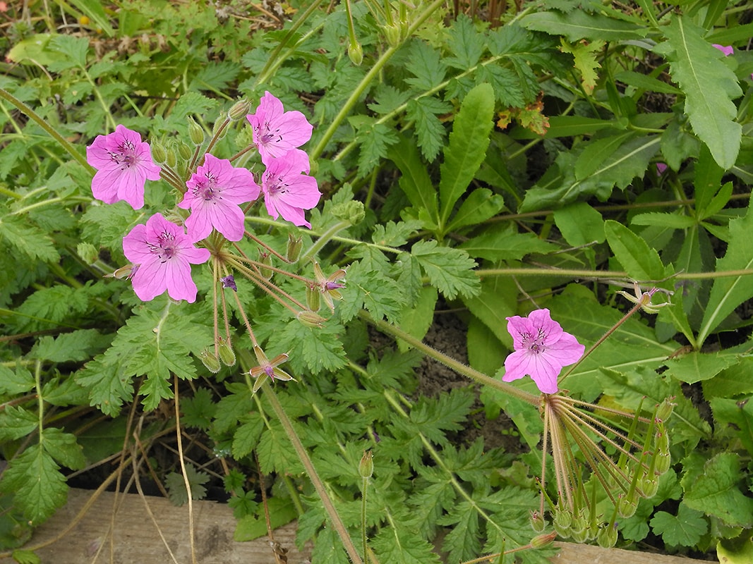 Image of Erodium manescavi specimen.