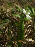 Anemone debilis