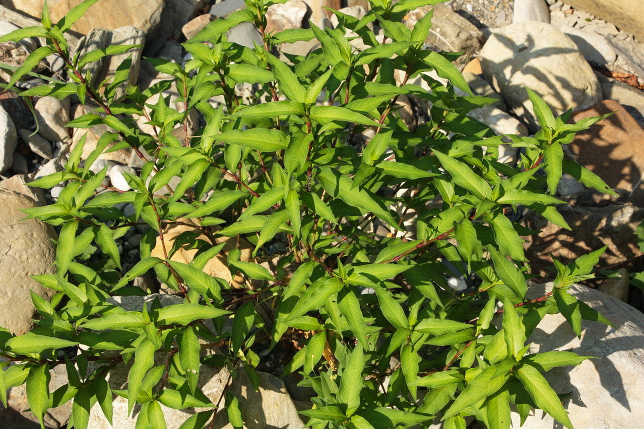 Image of genus Persicaria specimen.