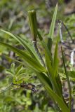 Lilium pensylvanicum. Верхушка побега с незрелым плодом. Сахалинская обл., Охинский р-н, п-ов Шмидта, берег Сахалинского залива, обращённый к морю склон сопки. 18.07.2017.