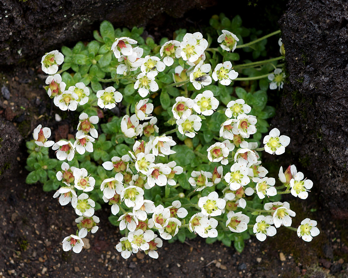 Изображение особи Micranthes merkii.