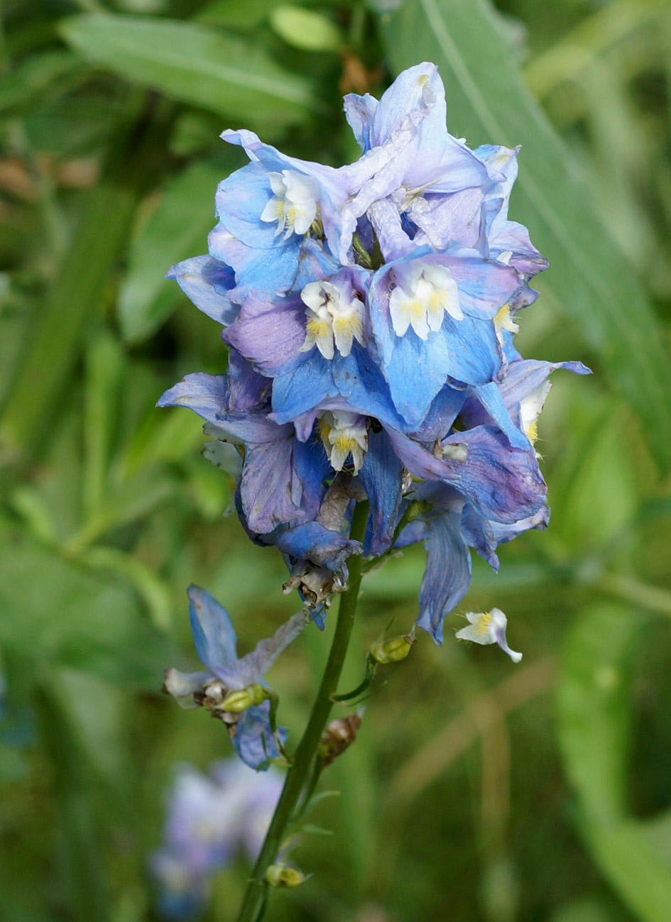 Image of Delphinium × phoeniceum specimen.