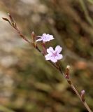 Limonium virgatum. Веточка соцветия. Греция, о-в Крит, ном Ханья (Νομός Χανίων), дим Киссамос (Κίσσαμος), приморский пляж. 25 июня 2017 г.