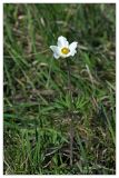 Anemone sylvestris. Цветущее растение. Республика Татарстан, Бавлинский р-н, г. Бавлы. 13.05.2010.
