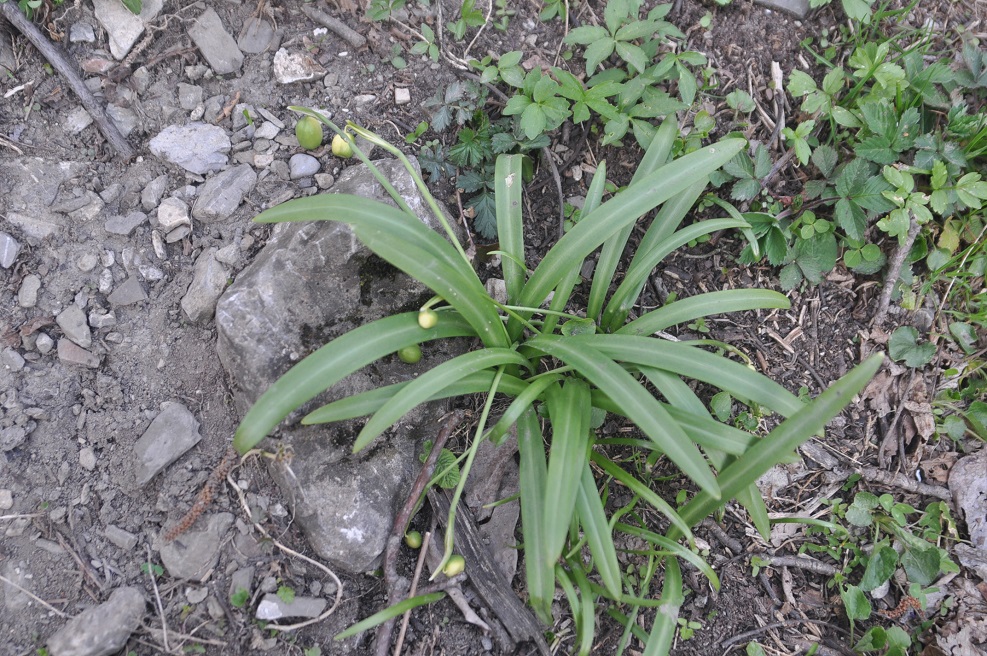 Изображение особи Galanthus caspius.