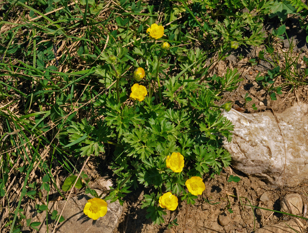 Изображение особи Ranunculus caucasicus.